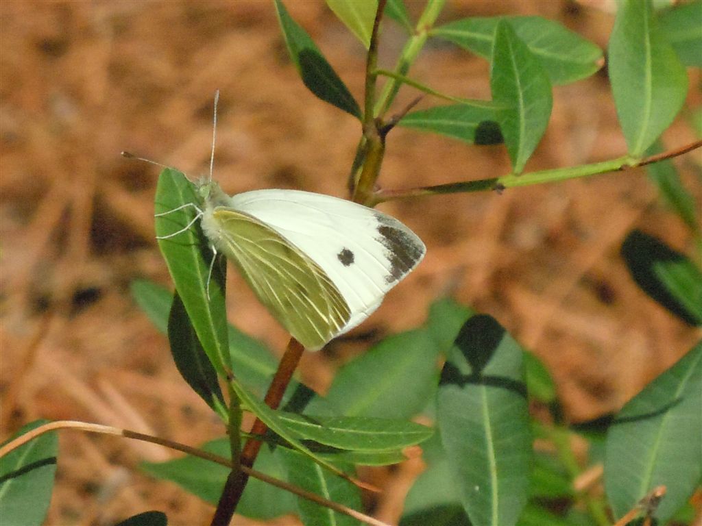 Pieris